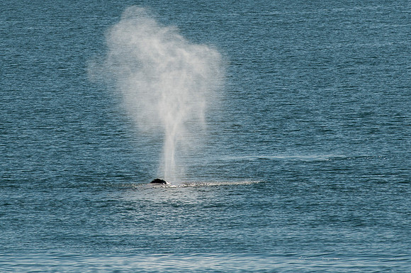 Whale Watching-60