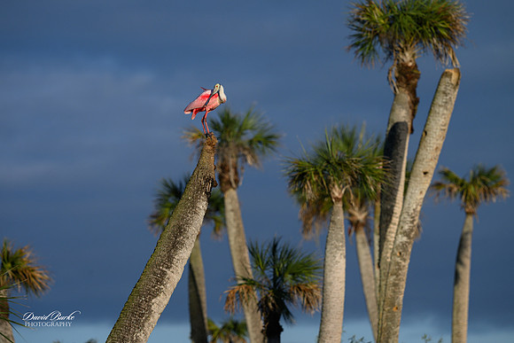 Titusville 2025-54