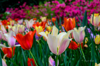 Dallas Arboretum 2023
