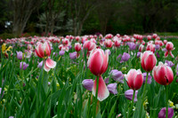 Dallas Arboretum 3-23-23-9