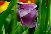Dallas Arboretum 3-23-23-5-Edit