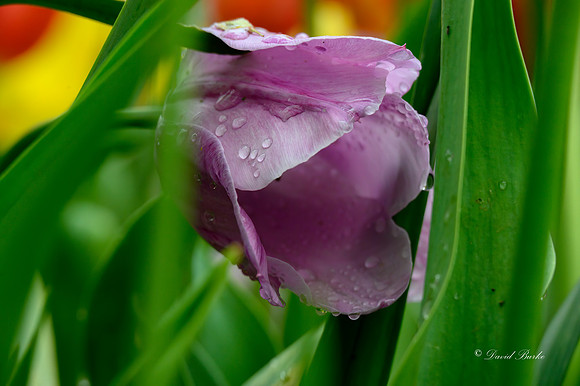 Dallas Arboretum 3-23-23-5-Edit