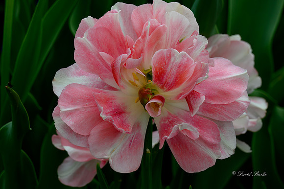 Dallas Arboretum 3-23-23-11-Edit