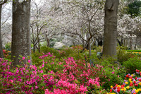 Dallas Arboretum 3-23-23-6-Edit