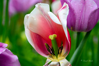 Dallas Arboretum 3-23-23-10-Edit