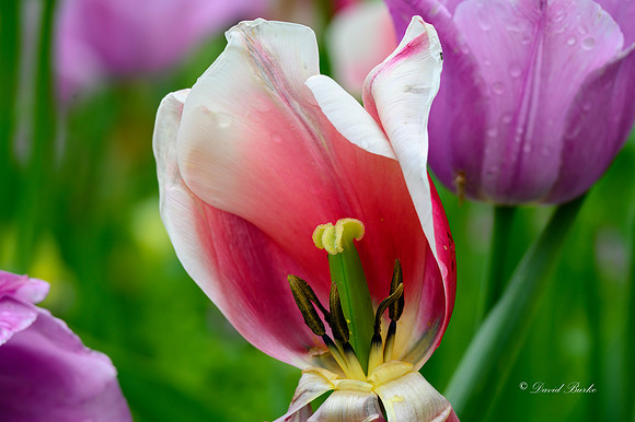 Dallas Arboretum 3-23-23-10-Edit
