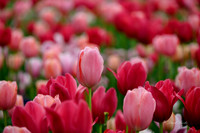 Dallas Arboretum 3-23-23-13