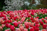 Dallas Arboretum 3-23-23-12