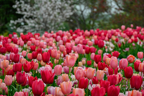 Dallas Arboretum 3-23-23-12