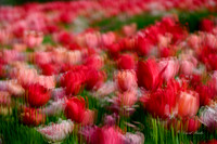Dallas Arboretum 3-23-23-15