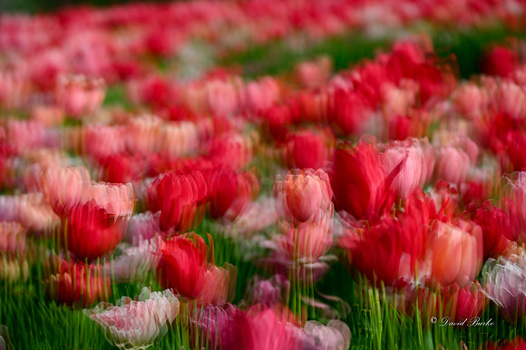 Dallas Arboretum 3-23-23-15