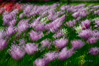 Dallas Arboretum 3-23-23-17