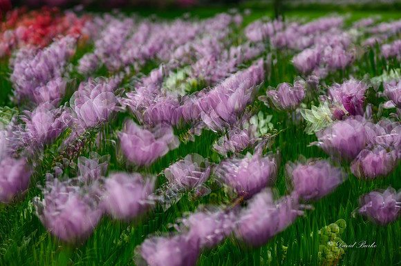 Dallas Arboretum 3-23-23-17