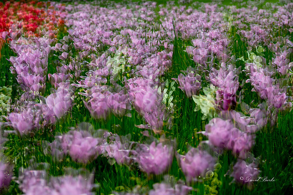Dallas Arboretum 3-23-23-19