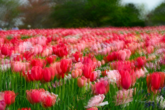Dallas Arboretum 3-23-23-20