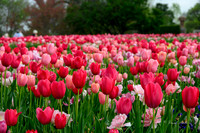 Dallas Arboretum 3-23-23-22