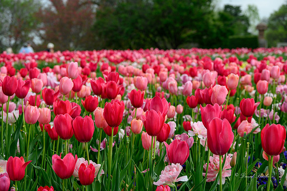 Dallas Arboretum 3-23-23-22