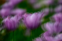 Dallas Arboretum 3-23-23-25