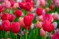 Dallas Arboretum 3-23-23-27