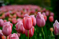 Dallas Arboretum 3-23-23-35