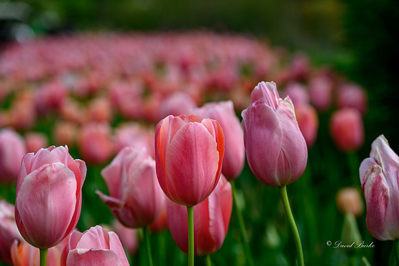 Dallas Arboretum 3-23-23-35