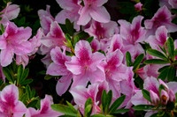 Dallas Arboretum 3-23-23-29-Edit