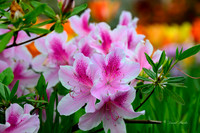 Dallas Arboretum 3-23-23-30-Edit