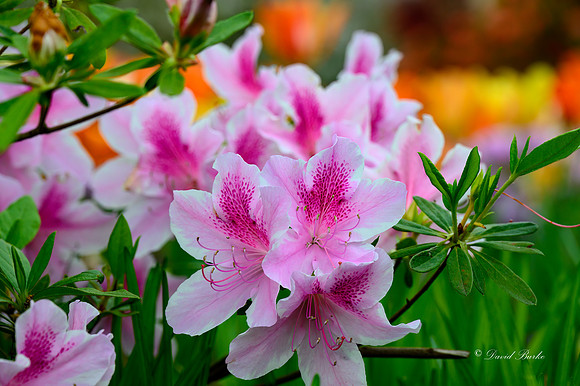 Dallas Arboretum 3-23-23-30-Edit