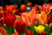 Dallas Arboretum 3-23-23-36