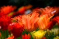 Dallas Arboretum 3-23-23-37