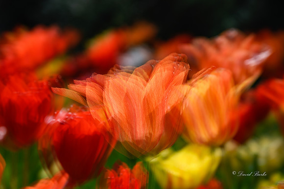 Dallas Arboretum 3-23-23-37