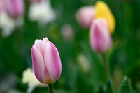 Dallas Arboretum 3-17-22-13