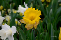 Dallas Arboretum 3-17-22-12