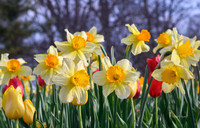 Dallas Arboretum 2022