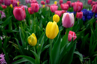 Dallas Arboretum 3-17-22-41