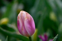 Dallas Arboretum 3-17-22-14