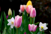 Dallas Arboretum 3-17-22-18
