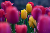 Dallas Arboretum 3-17-22-31
