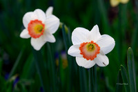 Dallas Arboretum 3-17-22-26