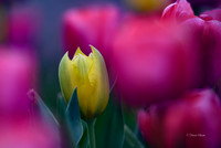 Dallas Arboretum 3-17-22-35