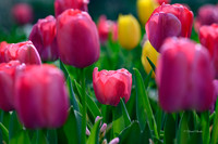 Dallas Arboretum 3-17-22-34