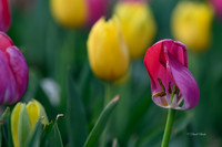 Dallas Arboretum 3-17-22-40