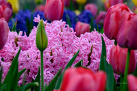 Dallas Arboretum 3-17-22-37