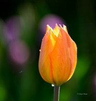 Dallas Arboretum 3-28-22-11