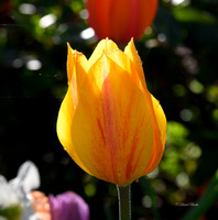 Dallas Arboretum 3-28-22-8