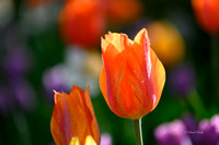 Dallas Arboretum 3-28-22-12