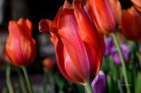 Dallas Arboretum 3-28-22-1