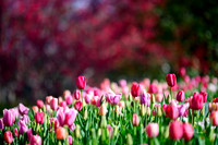 Dallas Arboretum 3-28-22-23