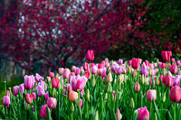 Dallas Arboretum 3-28-22-21