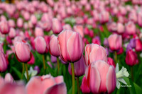 Dallas Arboretum 3-19-21-9